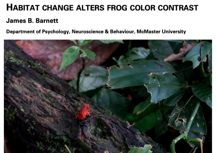 AnimBehSociety's tweet photo. Interested in learning more the impact of human-induced environmental changes in the coloration of poisonous frogs?

We invite you to watch this talk led by @JimBBarnett in the #ABS2021 conference 

Available on our YouTube channel: https://t.co/r5vynYvBzS https://t.co/agiHlOf90J
