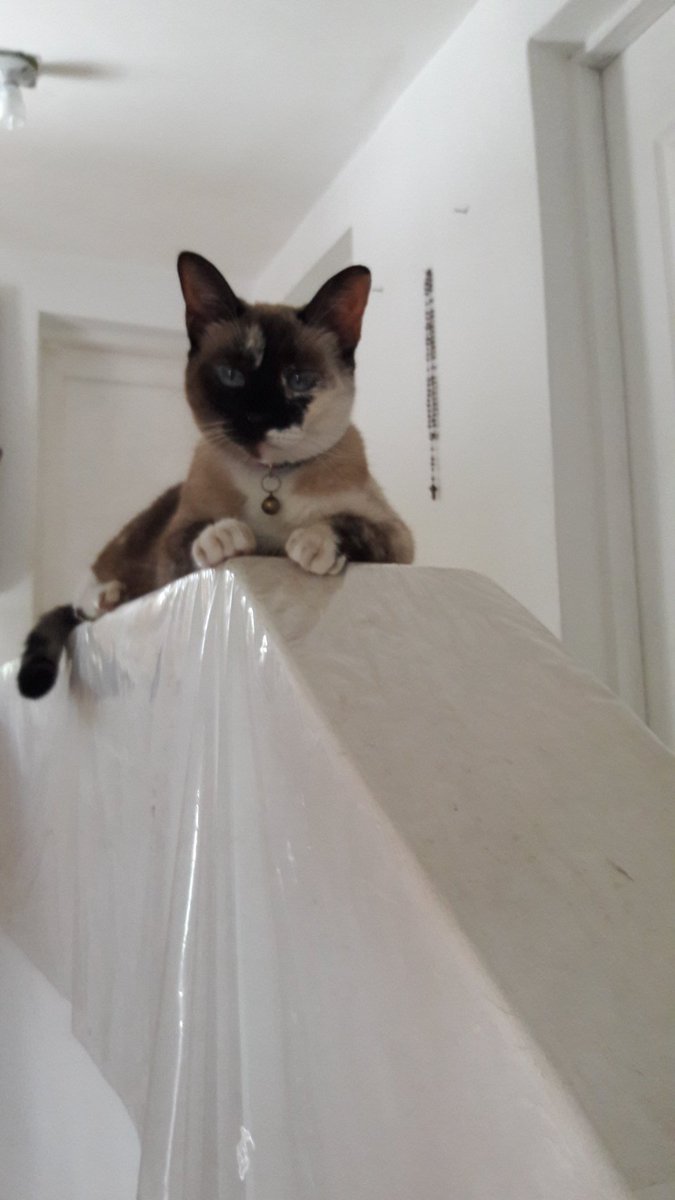 #DiaDelGato Pamela 😍