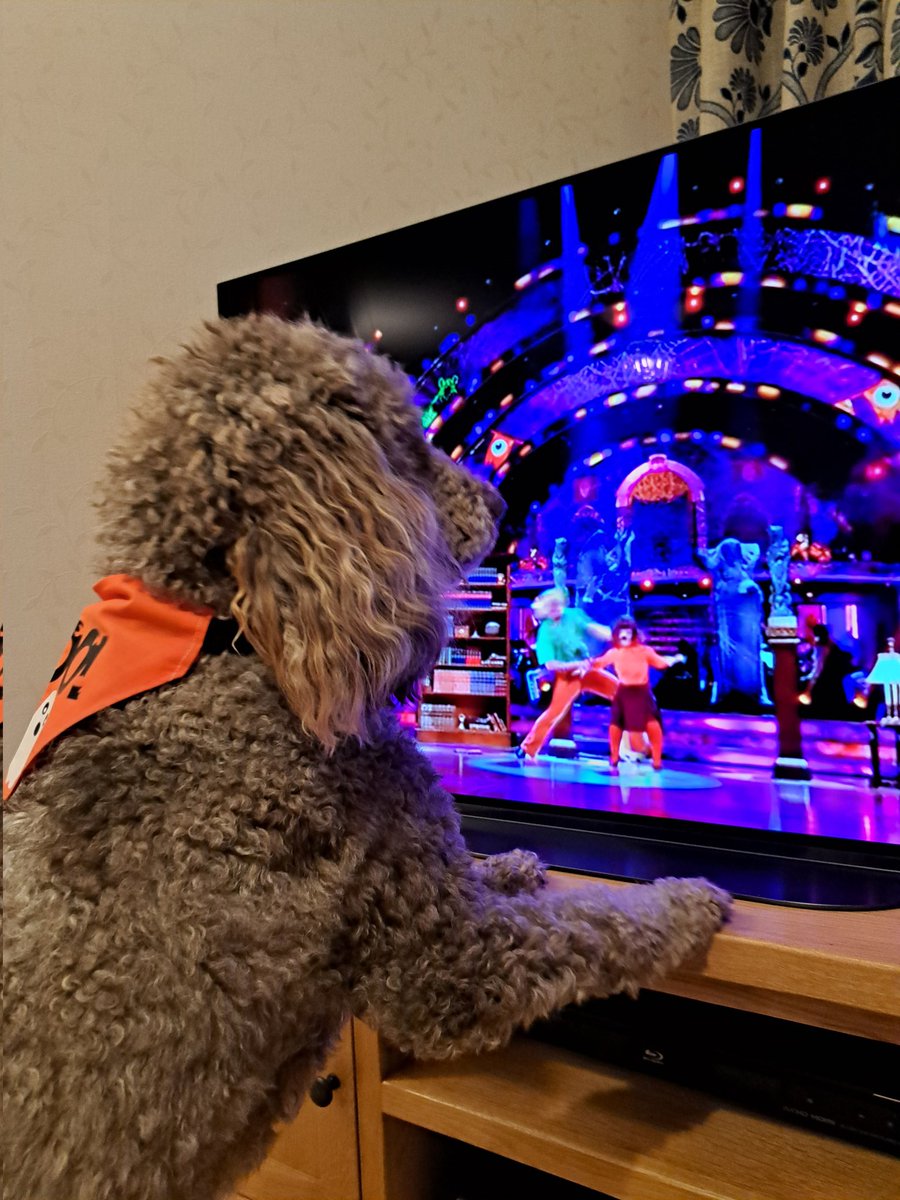 <a href="/Hearingdogpuppy/">Pasha</a> Pasha is enjoying <a href="/bbcstrictly/">BBC Strictly ✨</a> tonight. Possibly wondering where <a href="/PashaKovalev/">Pasha Kovalev</a> is?
<a href="/HearingDogs/">Hearing Dogs for Deaf People</a> 
<a href="/HearingDogsYork/">Hearing Dogs Yorkshire (BWC)</a> 
<a href="/EllieSimmonds1/">Ellie Simmonds</a> 
@MOTSI_MABUSE