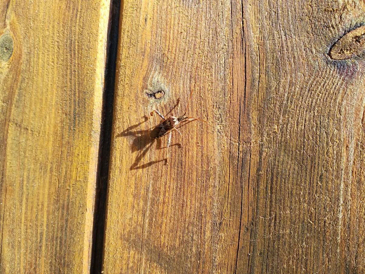 MartaJolis's tweet photo. Algú sap quin animal és? @MeteoBarrufet https://t.co/B1OJkT6rhf
