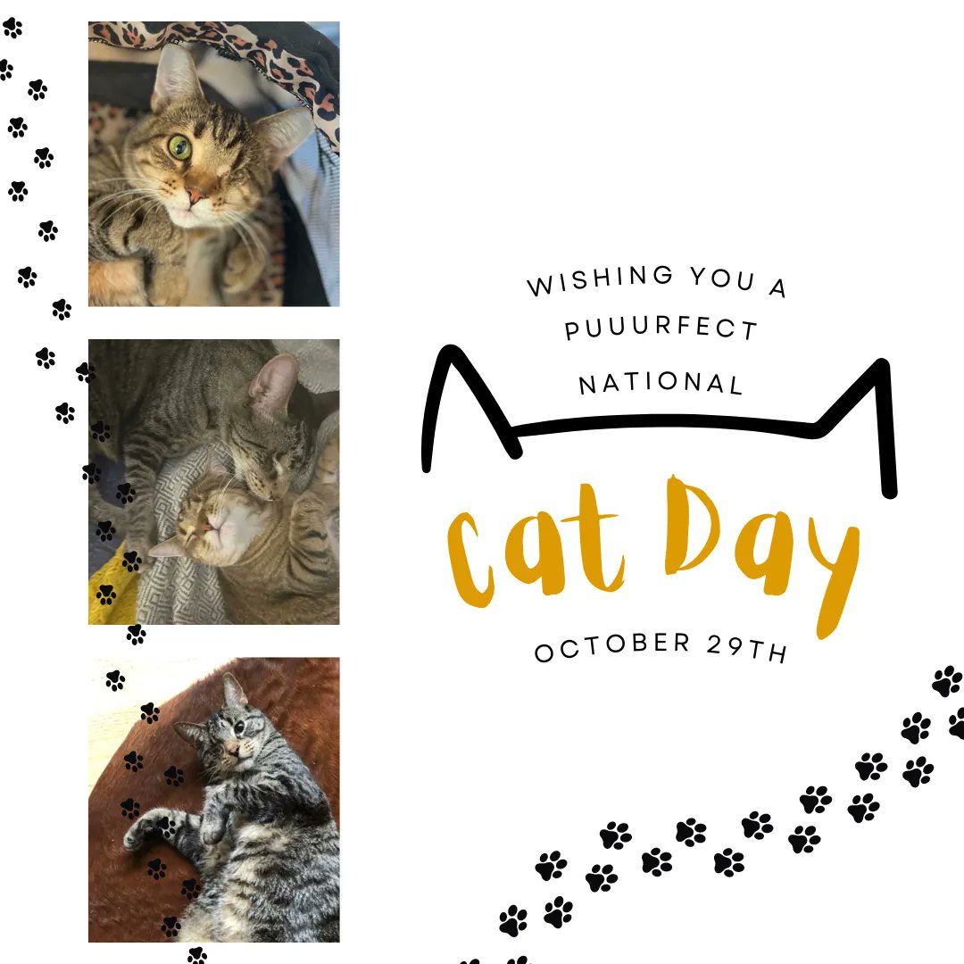 Playworks_Chi's tweet photo. It's National Cat Day today! Meet Clouseau and Francine.   In PWT social worker Clare's opinion these rescue kitties are the best cats around! 

You can see all the animals One Tail At A Time helps by visiting their website at https://t.co/0iPNCDGgrb https://t.co/m5s9215f3o