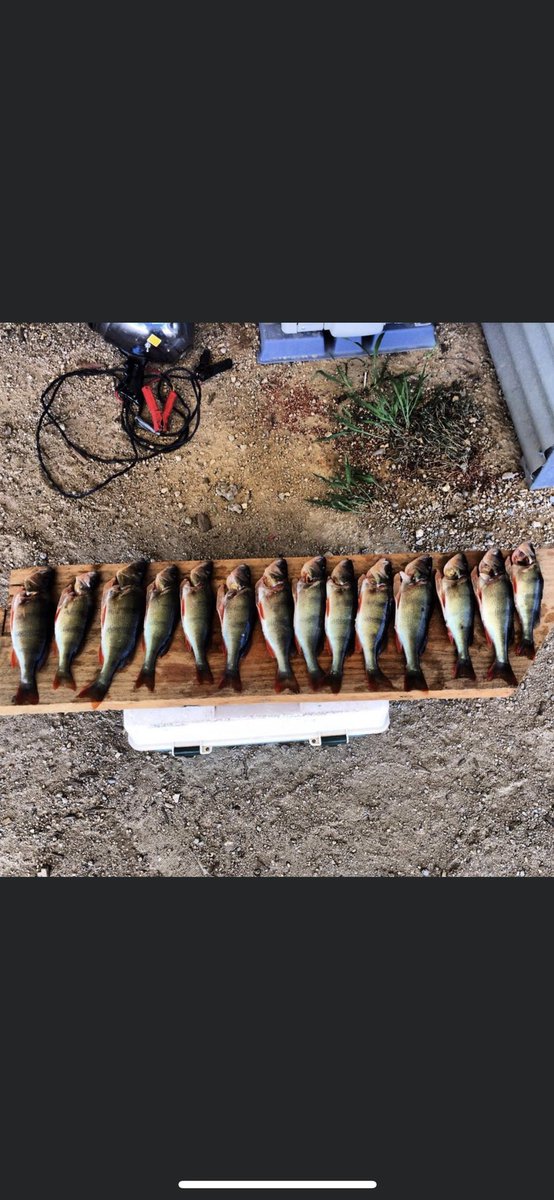 Fresh RedFin from the river, beautiful eating! 🎣🤙🏼