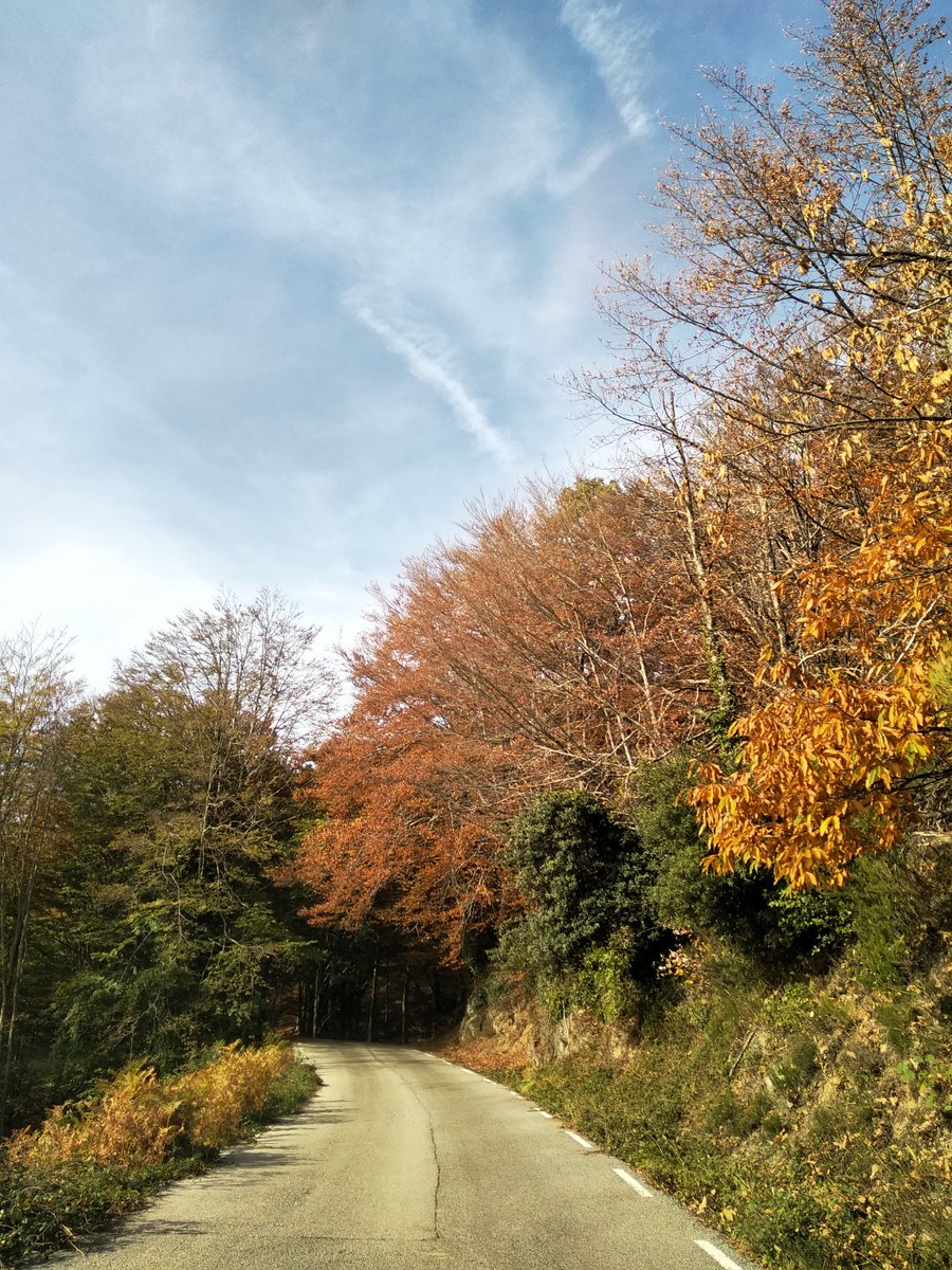 MartaJolis's tweet photo. Tardor... Cada arbre va a la seva! https://t.co/aXK6I4f2st