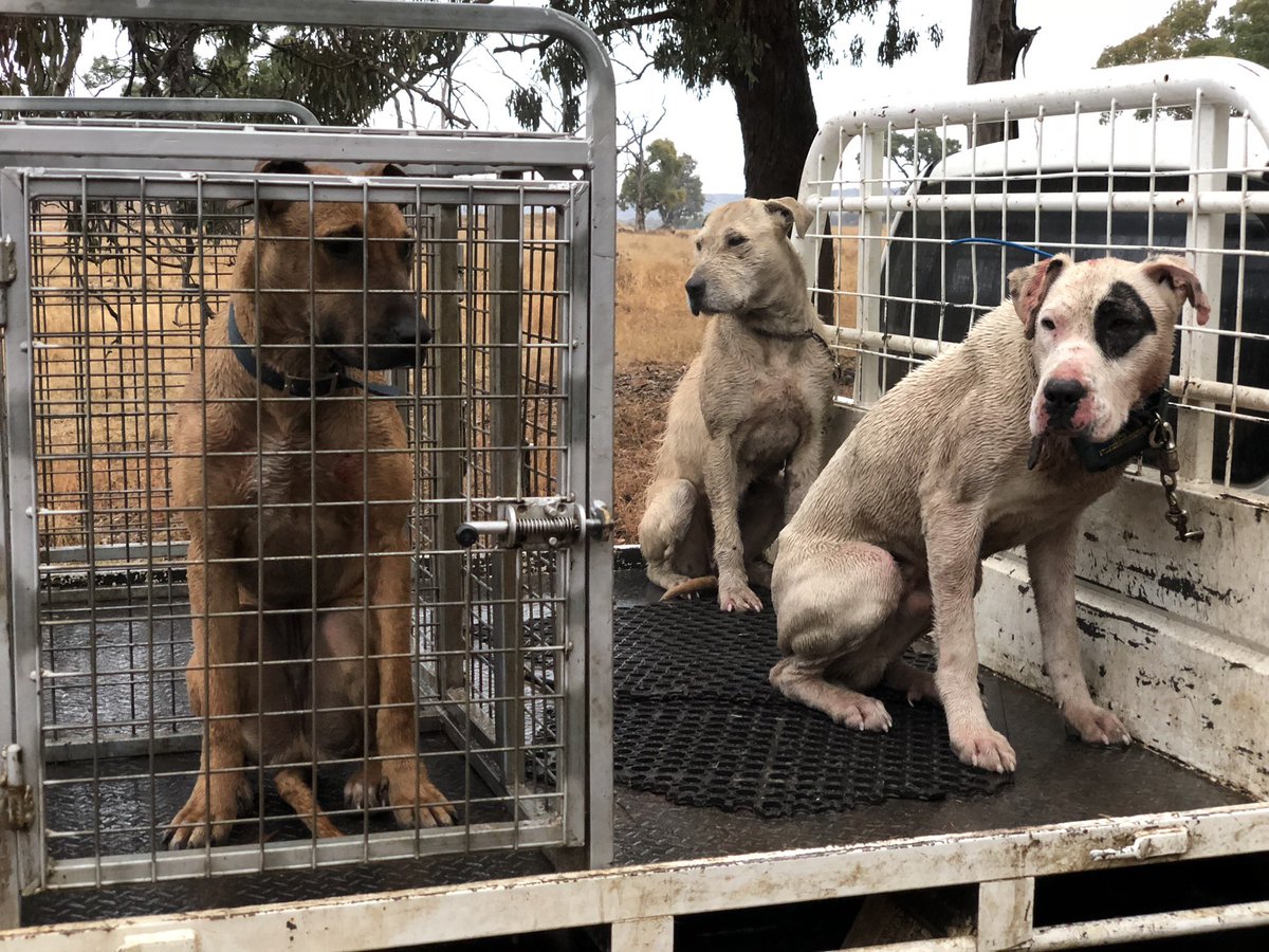 Hunting with the hounds!! #pigdog #huntinghogs #pigchasingaustralia #bundarra