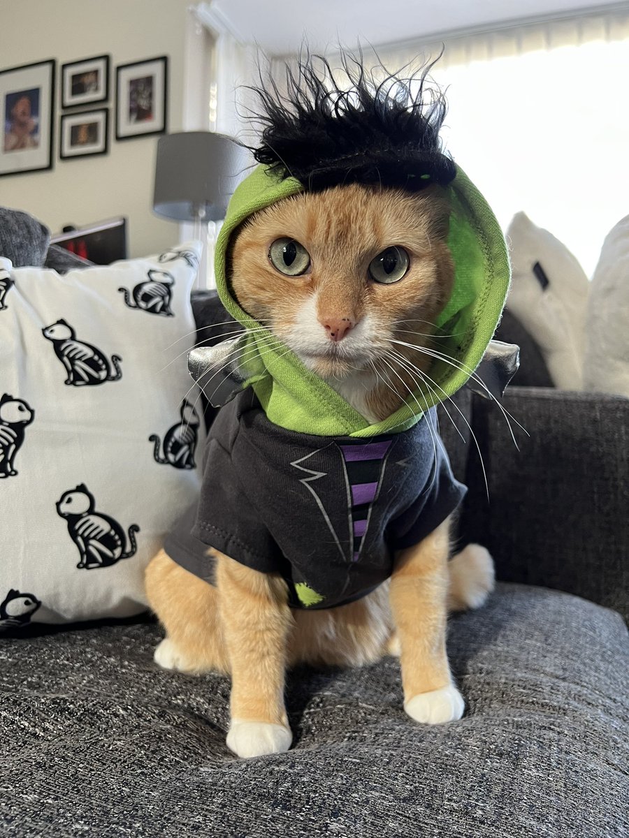 I don’t think she likes her Franken-kitty costume!  😾🎃👻 #Caturday #halloween #catsincostume <a href="/thechrisbarron/">Chris Barron</a>