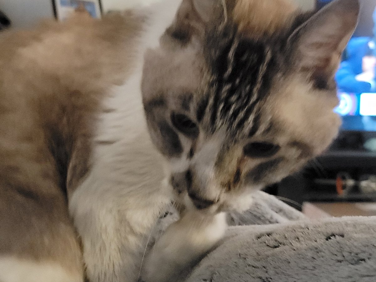 Suzi_catlady's tweet photo. Had to say goodbye to my faithful cuddle bug of 20 years this morning. R.I.P. Meezer. You are already missed. https://t.co/CwsY7pCxrZ
