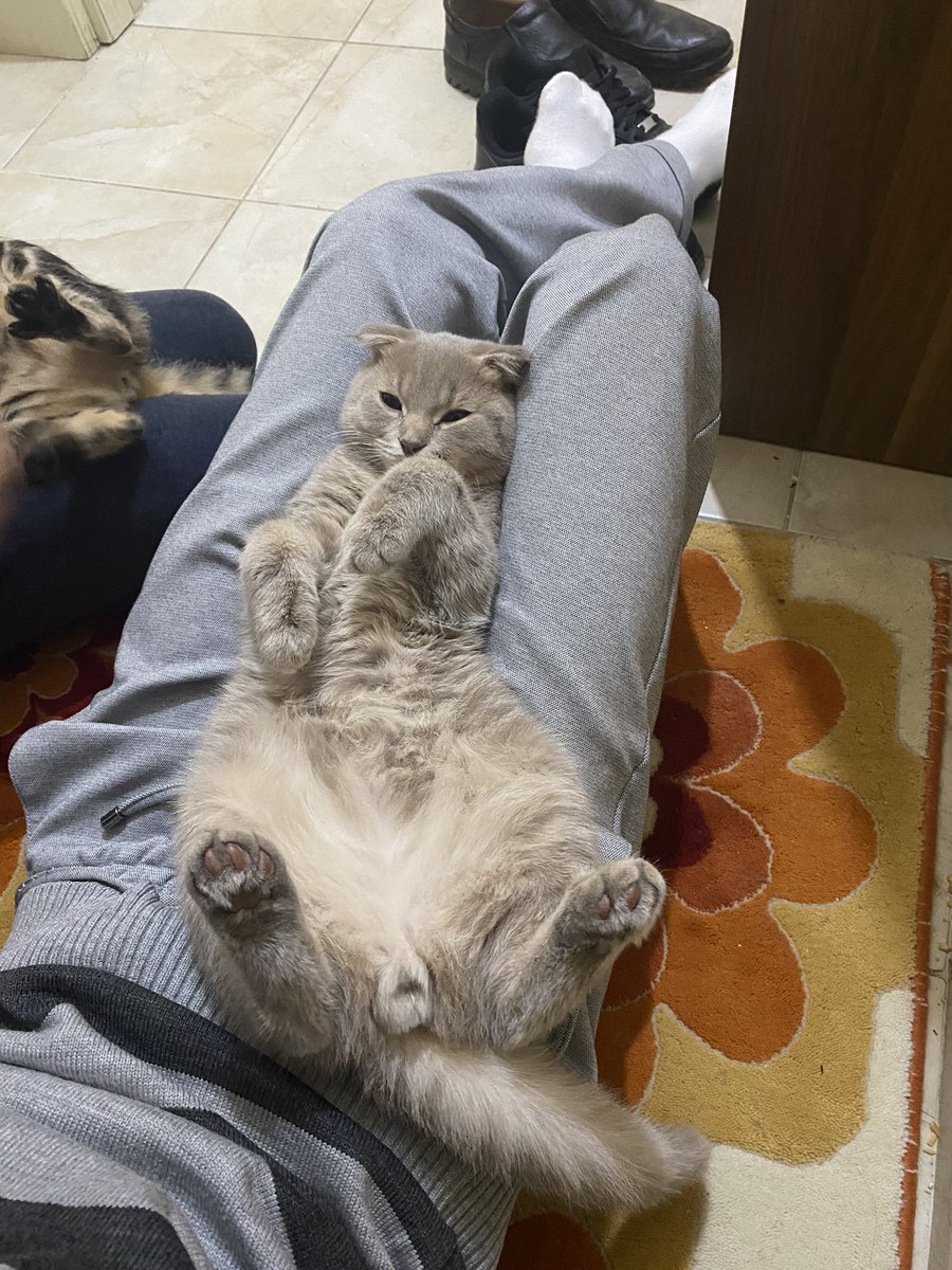 FlowEssence_NFT's tweet image. Mood: Waiting my NFTs to sell 

#NFTshill #NFTsales #NFTcat