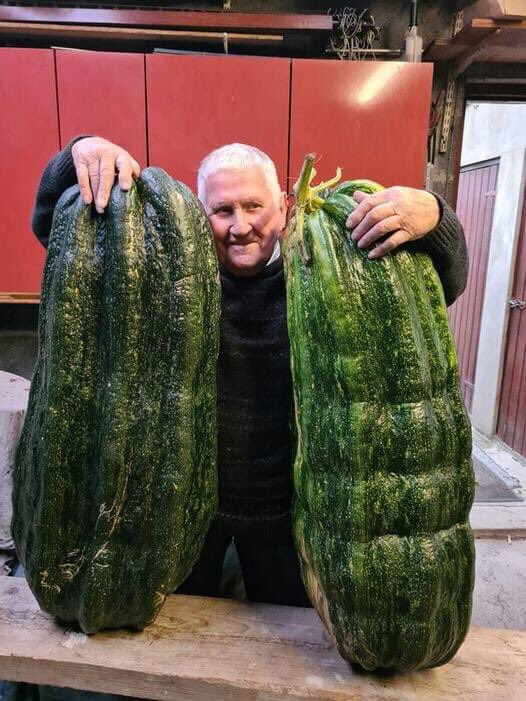 JeepersOh's tweet photo. THIS is a marrow 🤣 my dad with his prize winning ones @joshwiddicombe #blanketyblank https://t.co/Lnnwp0q6HI