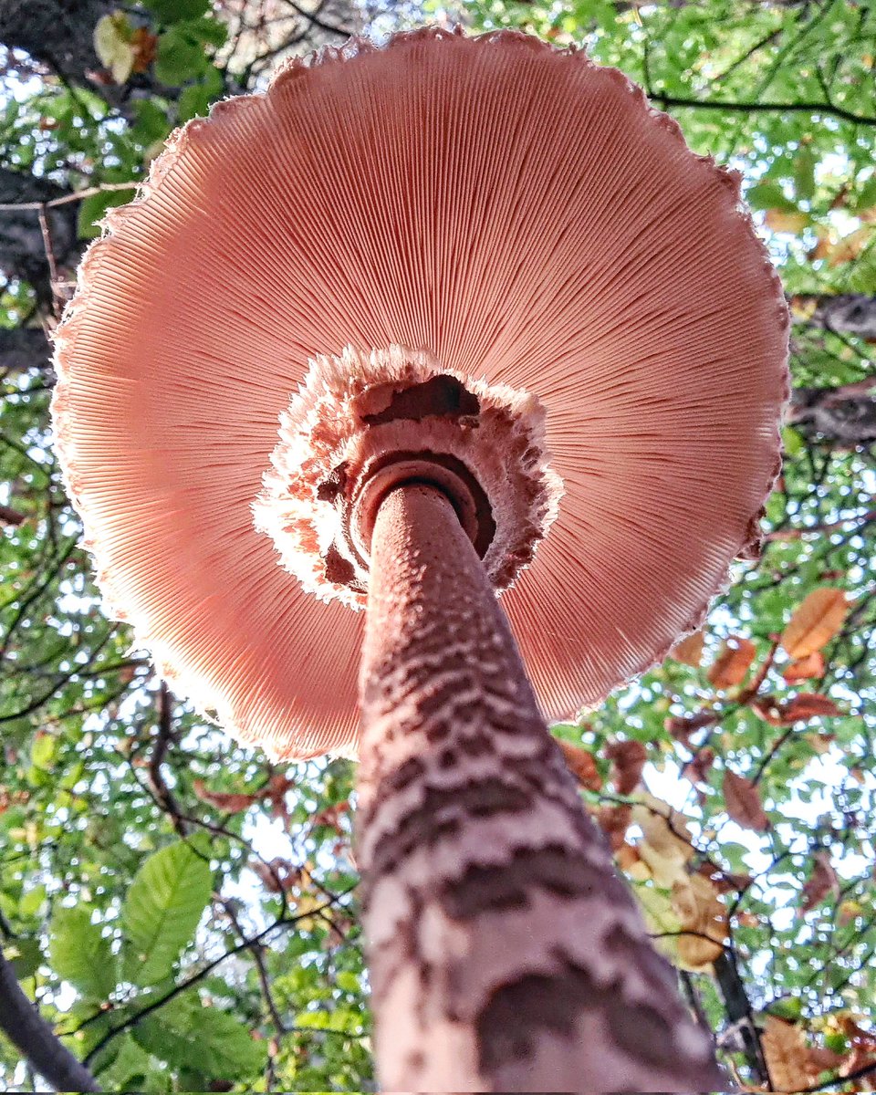 Il mondo visto dal basso #sottobosco #funghi #Cantalupa #fotonaturaliatiche