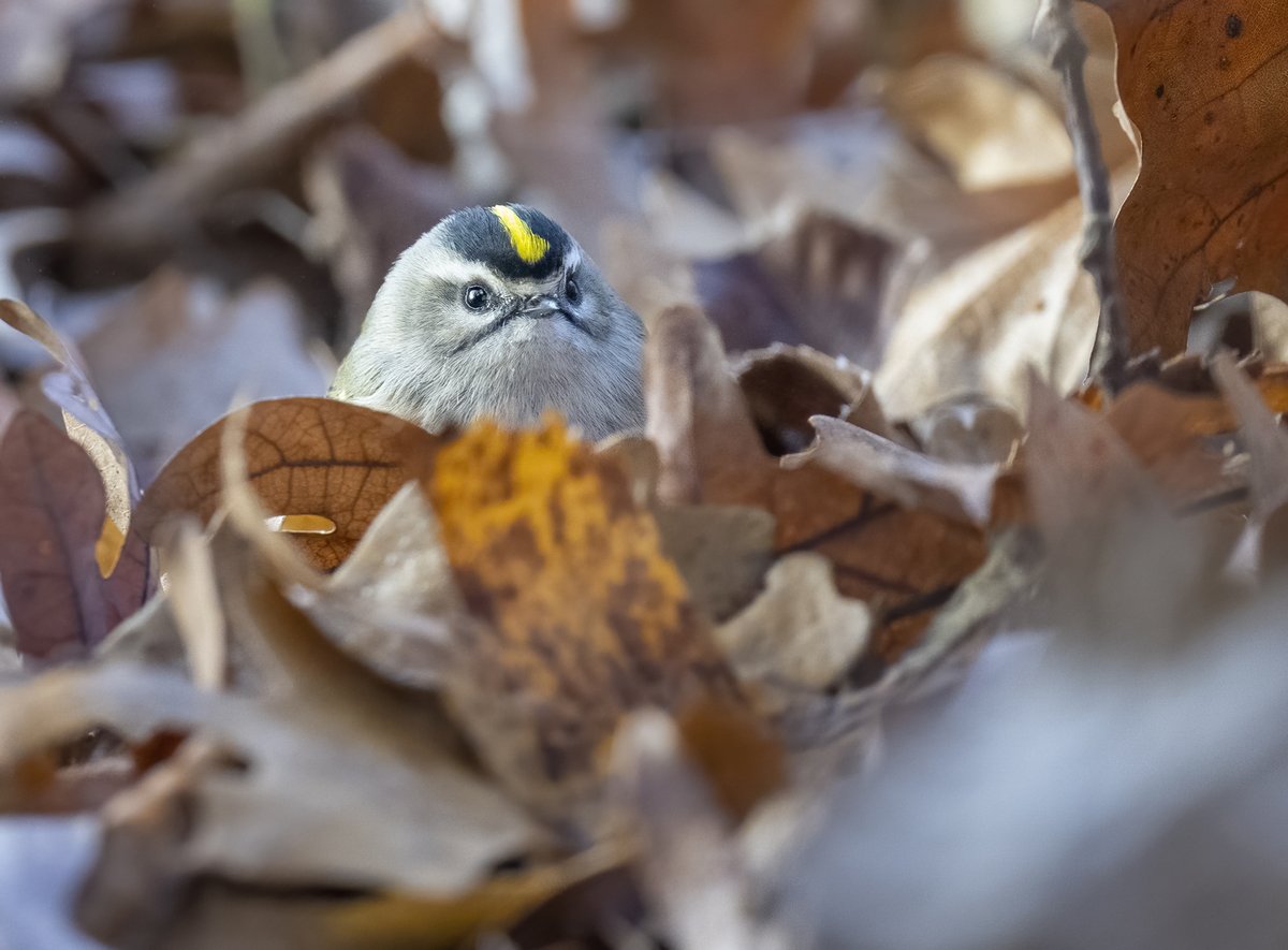 JocAPhotography's tweet image. A Golden-crowned Kinglet overlooks the fallen leaves. Like a tiny round king surveying the kingdom.