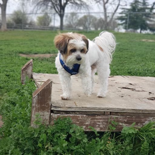 brendar903's tweet photo. Lost dog‼️Her name is Daisy, she’s 6 yrs old! missing for 6 days now somwhere by bainbridge, CCAA elementary school, arutas dr &amp; galbrath dr! If you see her or seen her  know anything contact me or @josesoto97_ @khimsaelee @Kathleensaelee )’: we miss her very much! https://t.co/0u789kyxMd