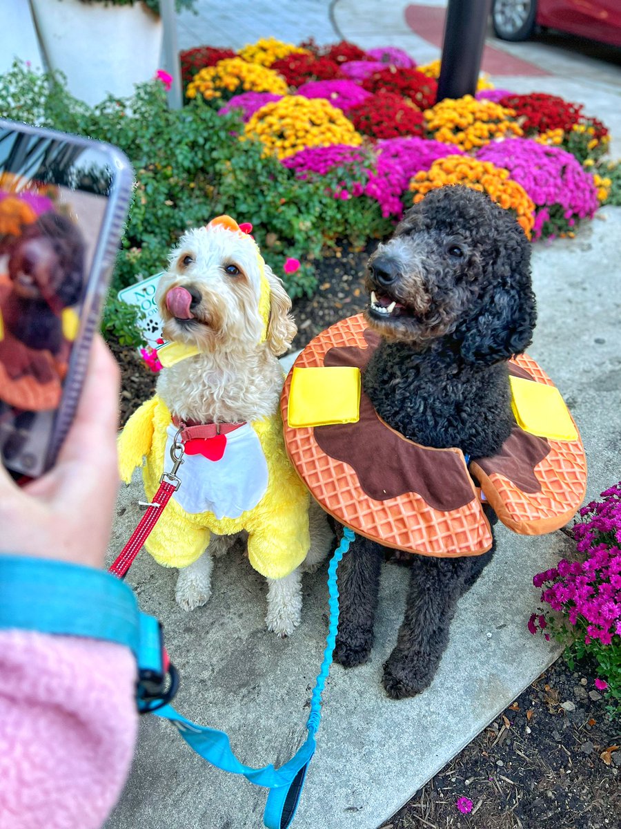 Introducing Chicken &amp; Waffles as Waffles &amp; Chicken!