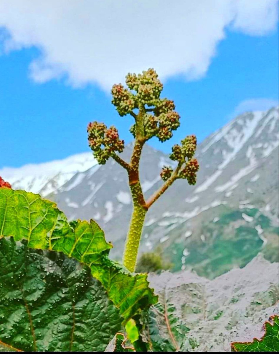 Kê negot ax û neçû?
Kî nebû ax û neçû?
//Arjen Arî