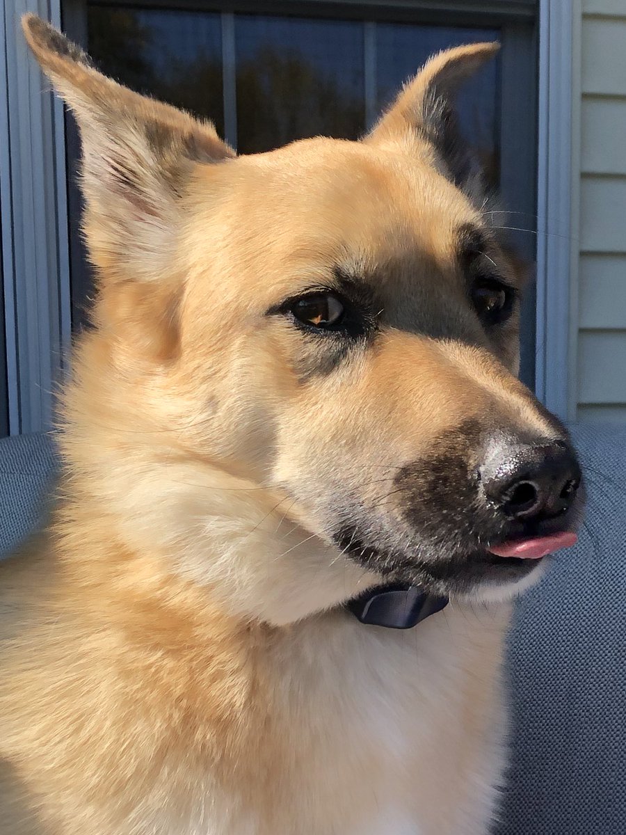 Chef_Loxworthy's tweet photo. Bruce the Corghound or Ekli, is choosing @JoshShapiroPA and @JohnFetterman for PA. He said he doesnโt trust @DrOz for obvious reasons and @SenMastriano is a pervert obsessed with womenโs bodies.
#dogsfordems #dogsagainstoz https://t.co/dDvNU8Bw38