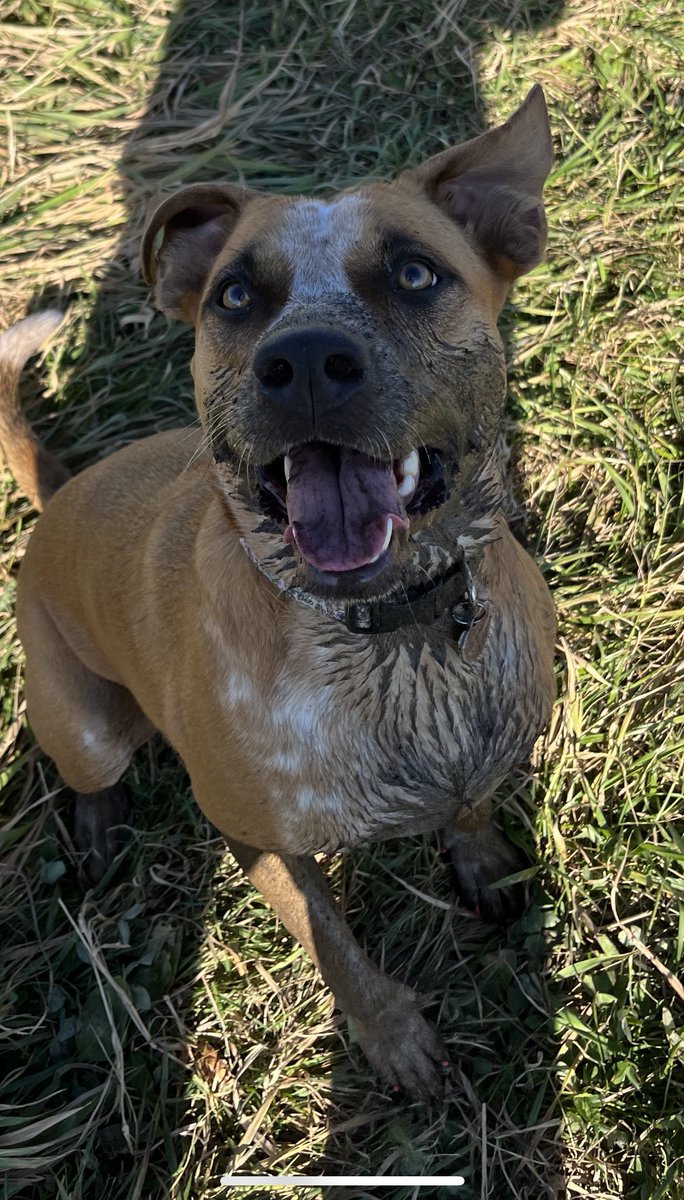RandyWiggles's tweet photo. Hai everypawdy! Today, is a bittersweet day…my favorite dog park is closing today, but I at least I got to take one final mud puddle bath!!! ❤️ 😢 😊 

#dogsoftwitter https://t.co/C5UQOBOnuX
