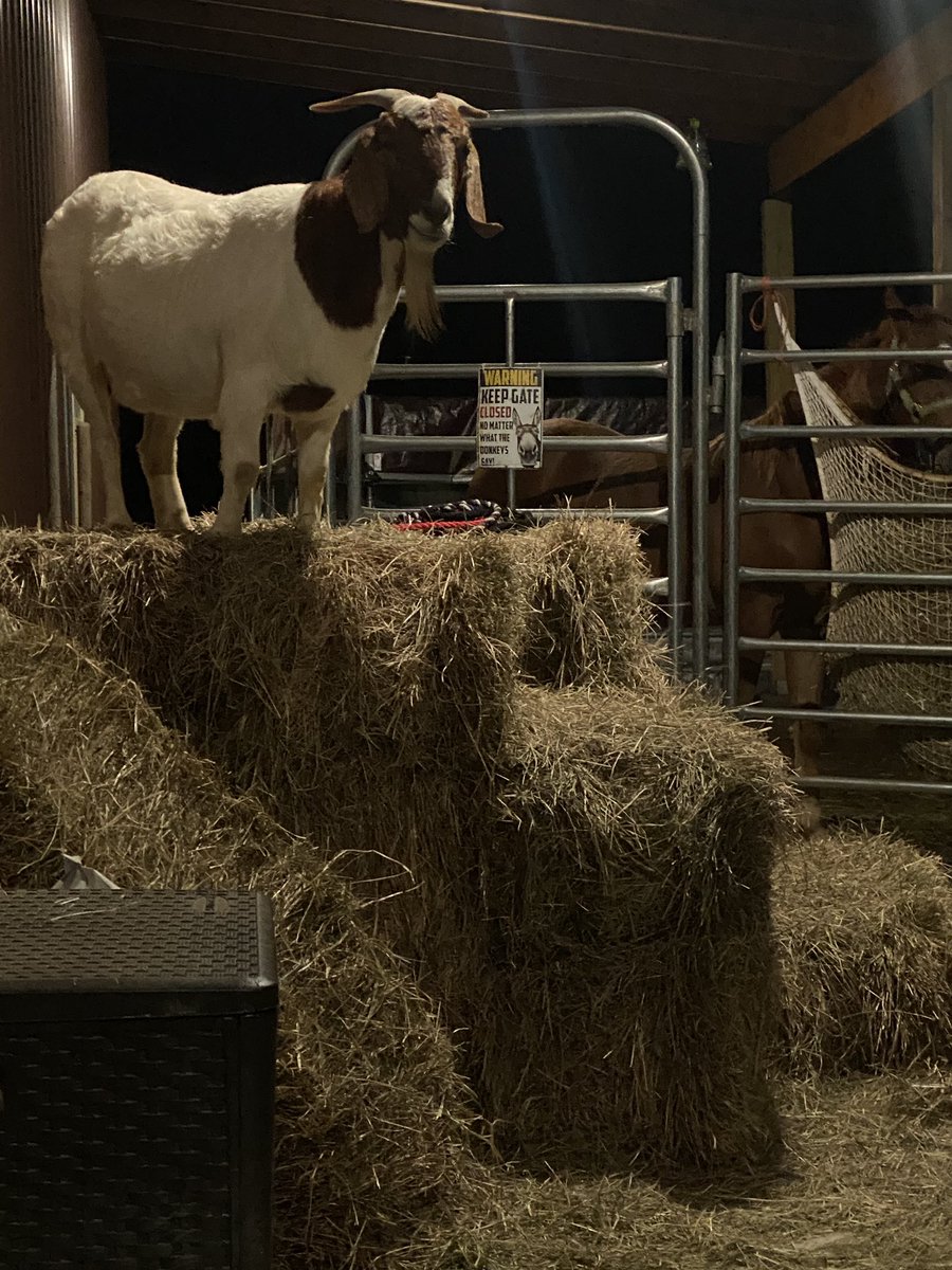 Played a little “queen of the mountain”  on the square bales with May-May this evening… i did not win! 😂 ❤️