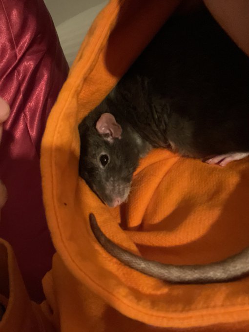 my sweet sweet best friend just passed away after beating out the &ldquo;normal&rdquo; lifespan by a full year. let&rsquo;s