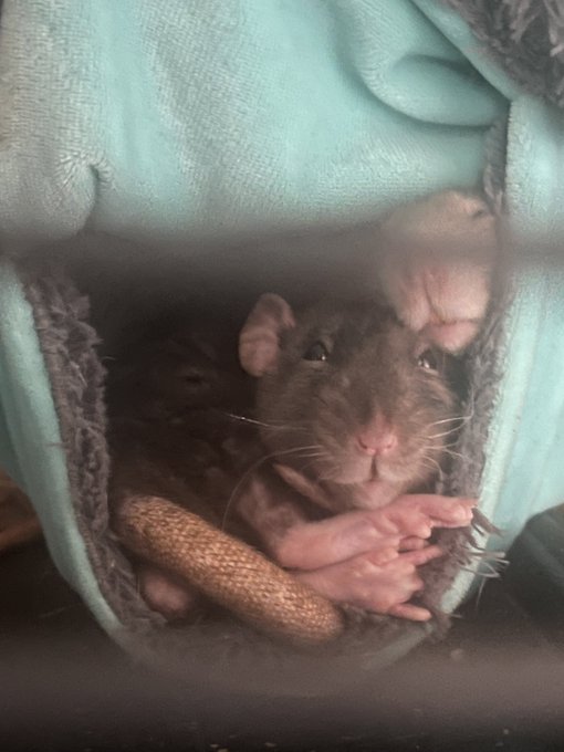 my sweet sweet best friend just passed away after beating out the &ldquo;normal&rdquo; lifespan by a full year. let&rsquo;s