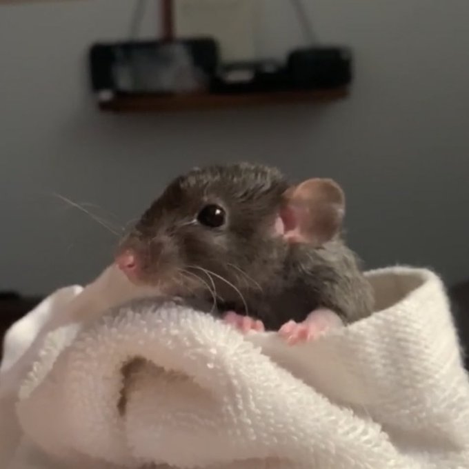 my sweet sweet best friend just passed away after beating out the &ldquo;normal&rdquo; lifespan by a full year. let&rsquo;s
