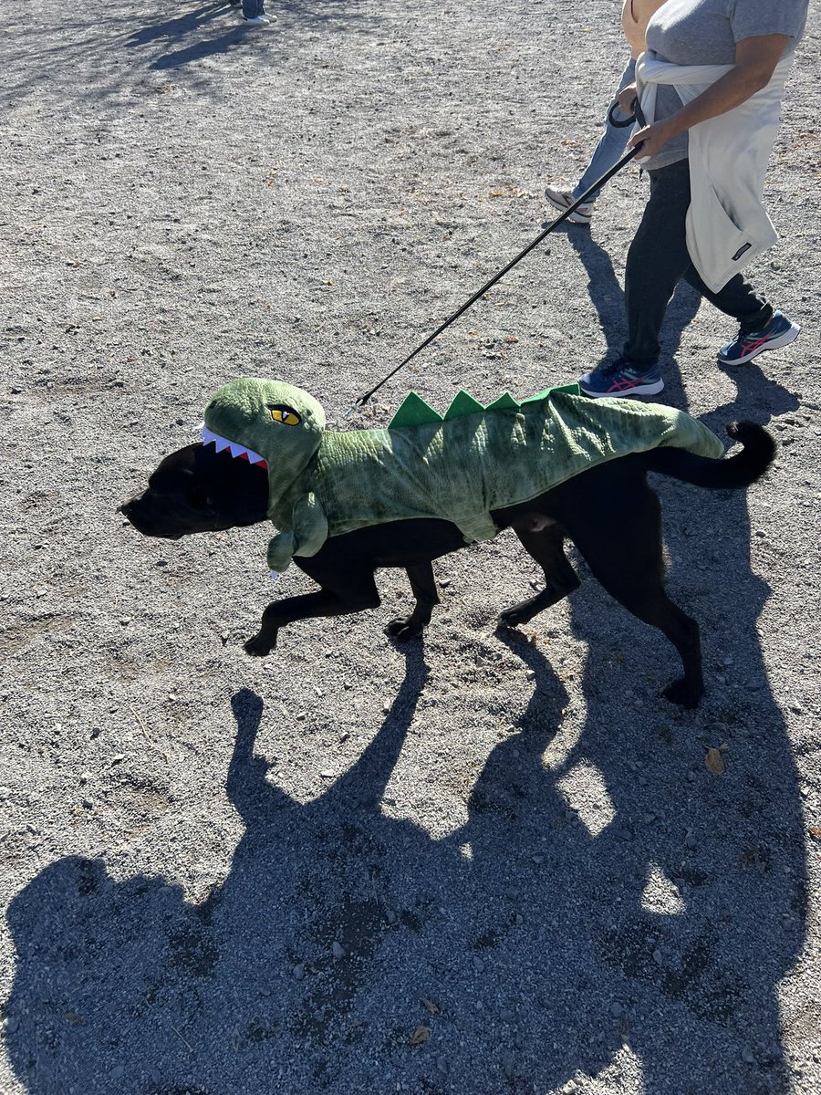 This guy wins the Howloween Costume Parade at the Bark Park!