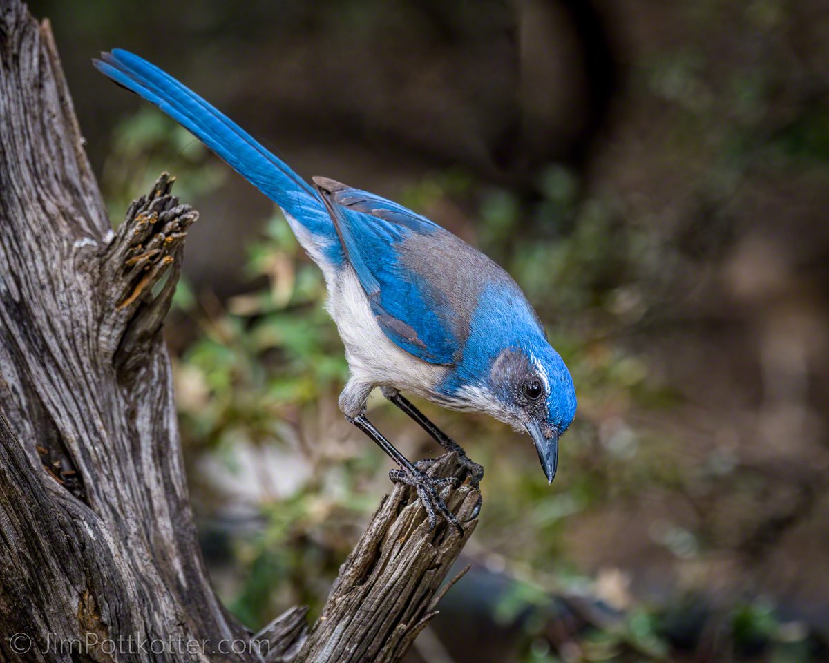 Woodhouse's Scrub-Jay is an omnivore, eating just about anything it can find but specializing in Pinon Pine nuts. They are at home in dry, brushy environments, where I caught this one hopping from higher to lower branches on the way to the ground. #birds #nature #desert #wildlife