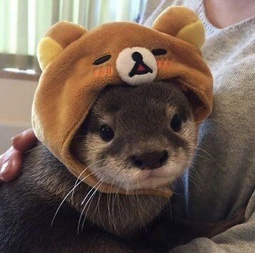 Lontrinhass's tweet photo. lontrinha com chapeuzinho de ursinho https://t.co/oX144BOkNm