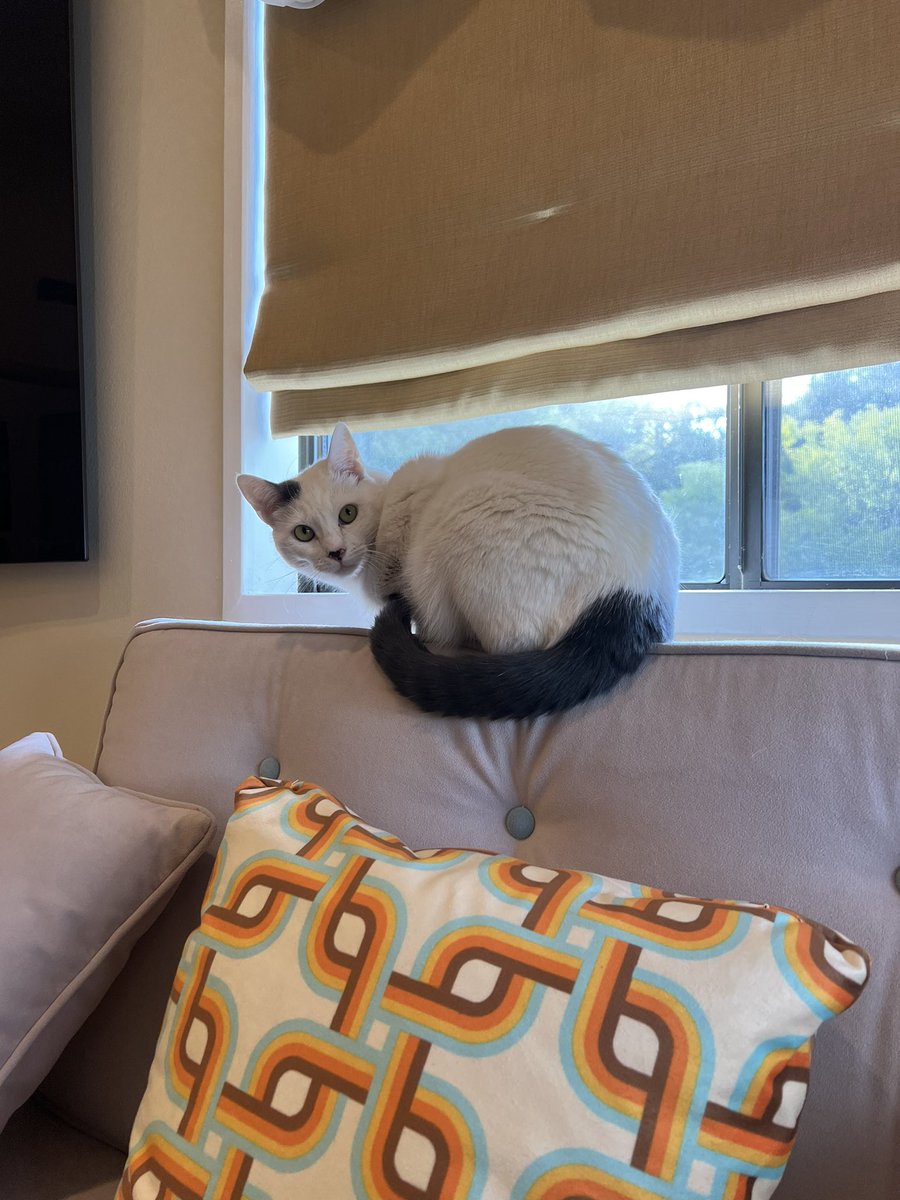 Keke Palmer On Twitter Literally The Best Cat In The Whole Entire keke-palmer-on-twitter-literally-the-best-cat-in-the-whole-entire