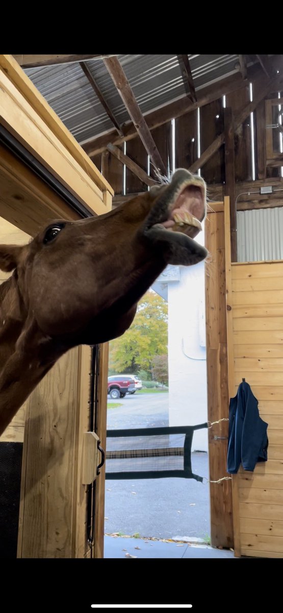 Somebody wants her hay!