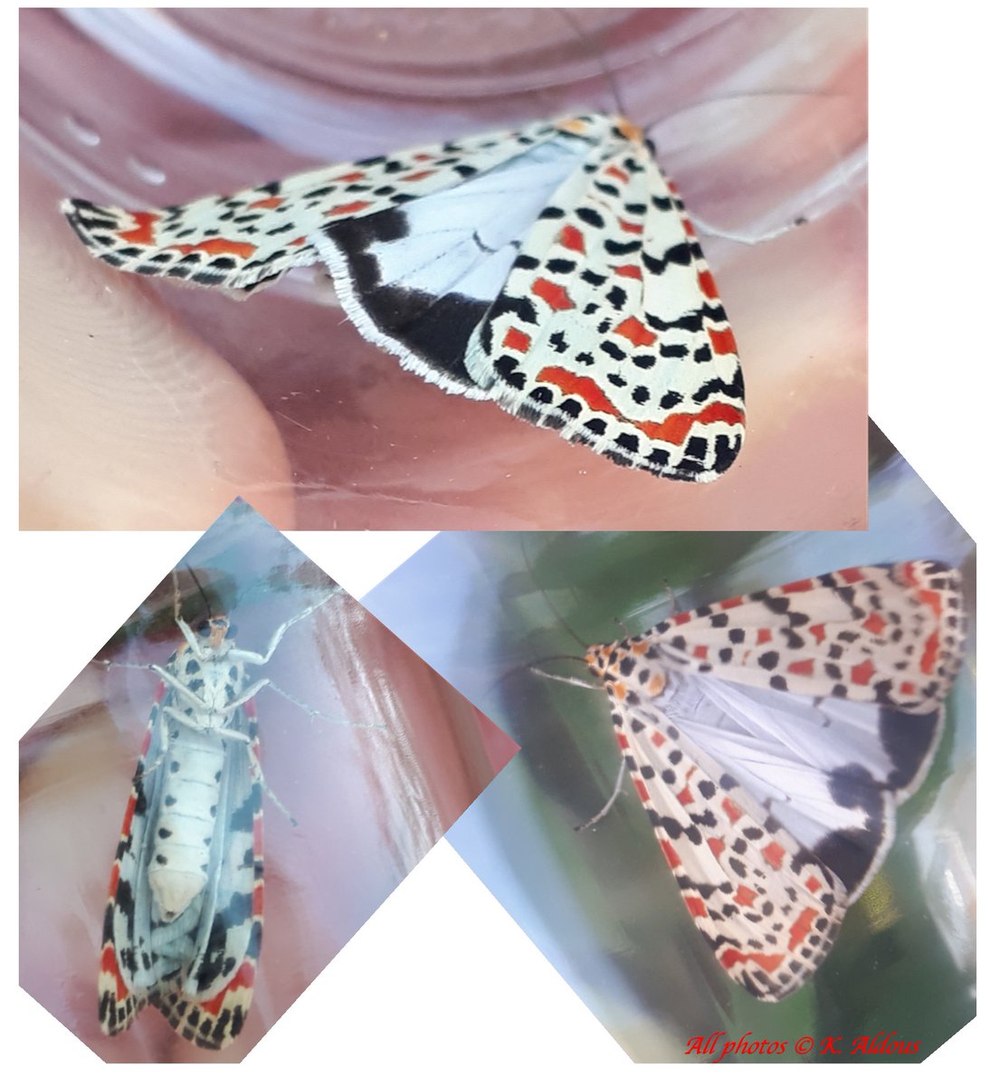 Crimson Speckled Moth(s) 29-10-2022 Photos showing 1 of 2 of these #Moths that were seen at same time in a private garden today. Underside has superb colour definition too. #Coast #Jaywick #Clacton #Tendring #Essex @bc_cambs_essex @MigrantMothUK @BritishMoths @savebutterflies