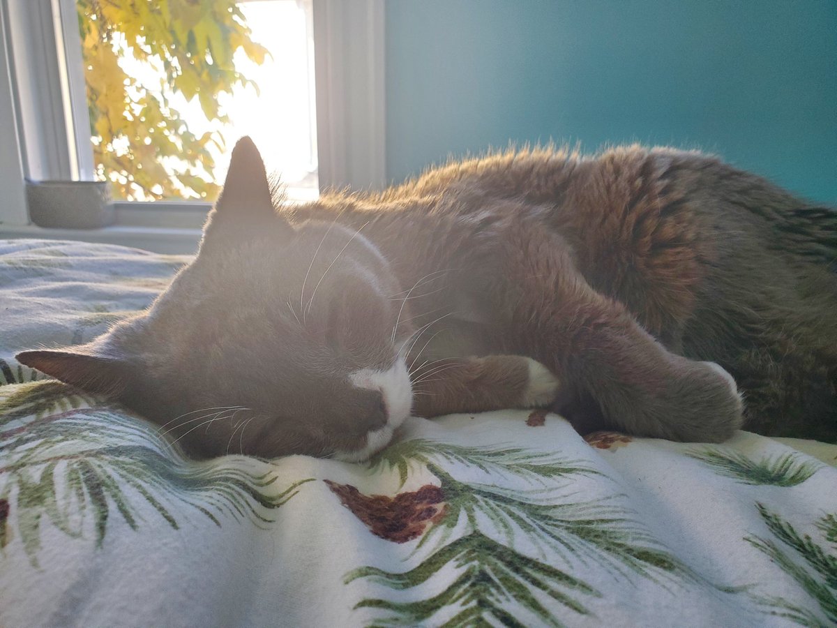 Our sweet baby boy passed on today. He had the best morning ever, reprising some of his greatest hits such as Eat Litter Pellet, Stinky Poopy, Get Poopy on Bed, and Bite Dade Partner. 
He passed quickly and painlessly, and eating his favorite wet food ❤️