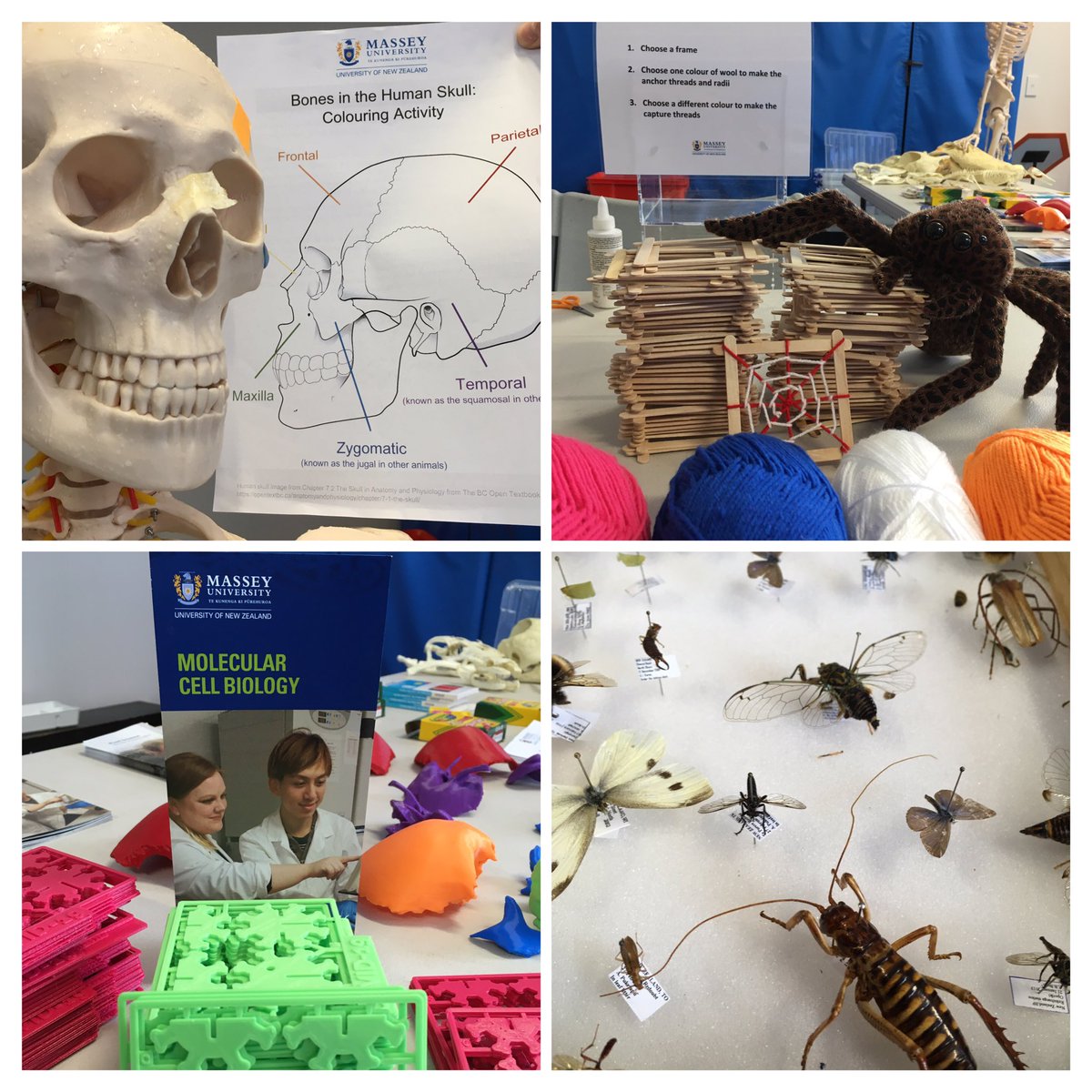 Visit the <a href="/NatSciMassey/">Natural Sciences at Massey</a> <a href="/MasseyUni/">Massey University</a> stall at the <a href="/MOTAT_NZ/">MOTAT</a> STEM Fair 2022 today. Puzzles, spiders and more!!