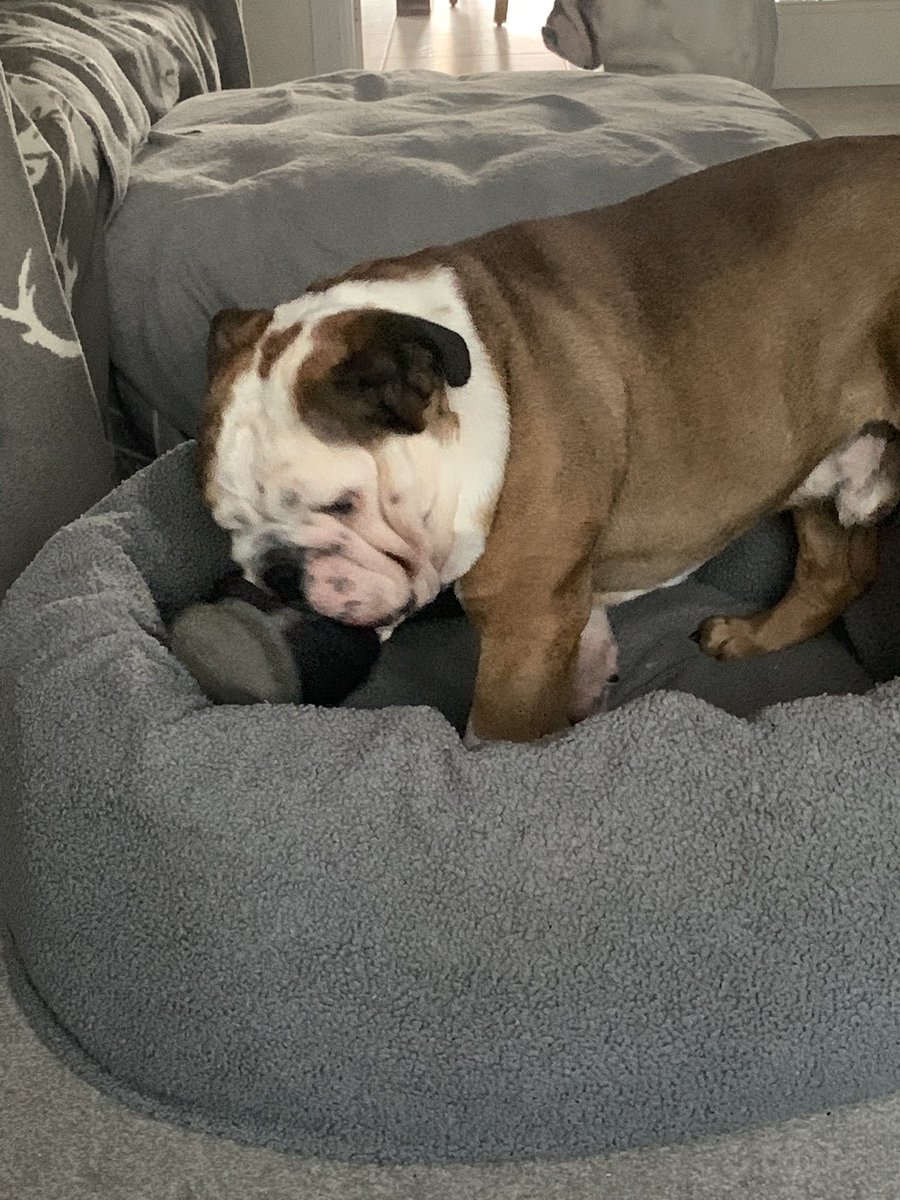 CharlietheBull2's tweet photo. Just casually stealing a shoe. Nothing to see here https://t.co/IuwOKnGowP