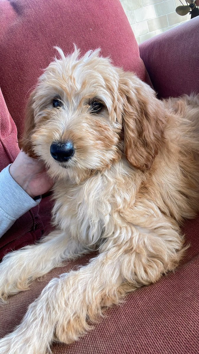 Darci. The new lady of the house❤️🐶