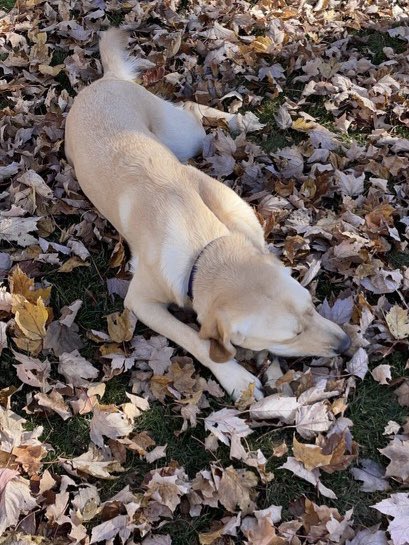 Hey <a href="/Milford_Schools/">Milford Schools</a> I hope you are enjoying the beautiful day.  I got to train with friends <a href="/circletail/">Circle Tail, Inc.</a> and now time to play in the leaves.