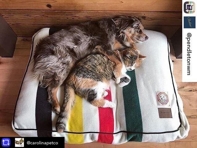 carolinapetco's tweet photo. It's National Cat Day!
So we thought we would share some of our favorite Feline Friends...... https://t.co/4KIj4aYrNI
