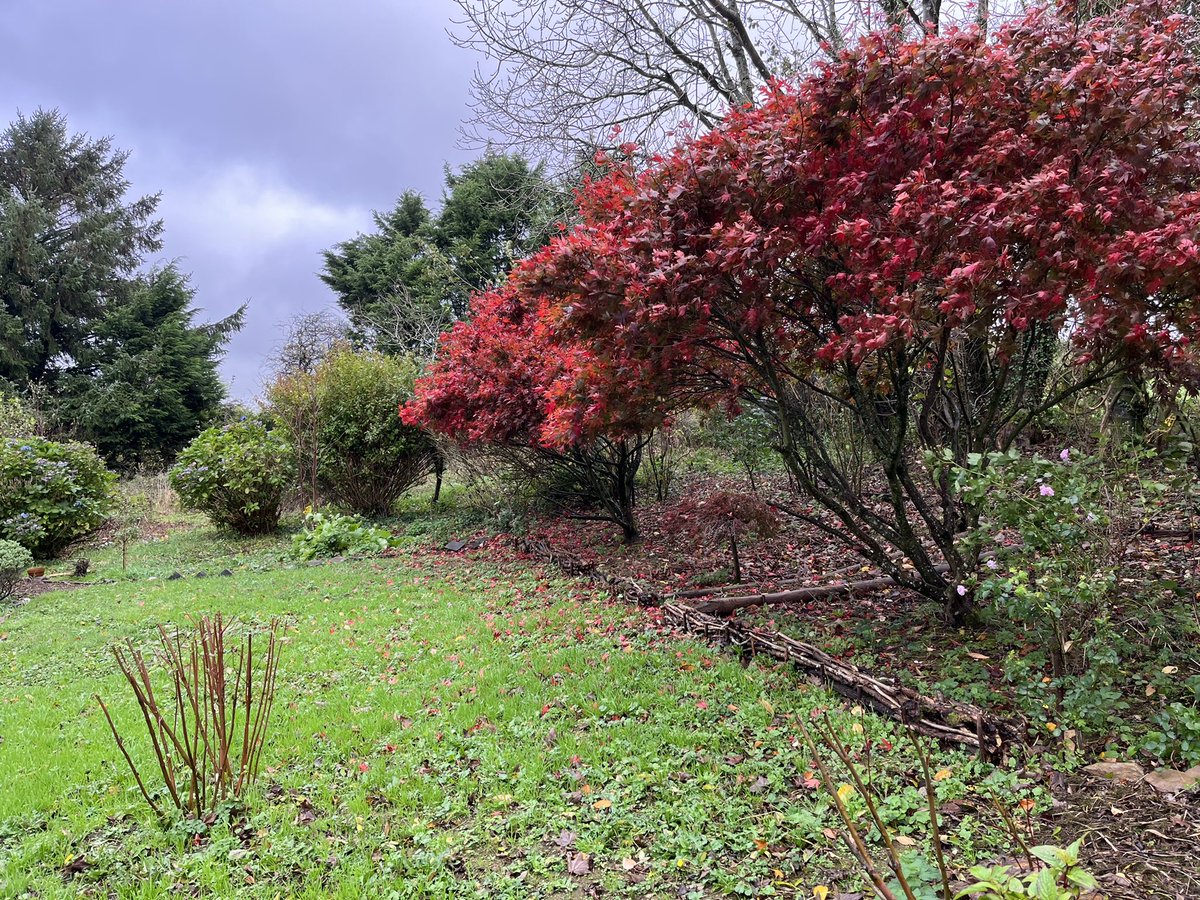 Back in June this year, this whole area was covered in six feet of hogweed and bramble. Still a lot left to do, but so far so good. We’ve had such a mild October that the roses bottom right have only just come into bloom! #workinprogress #trees