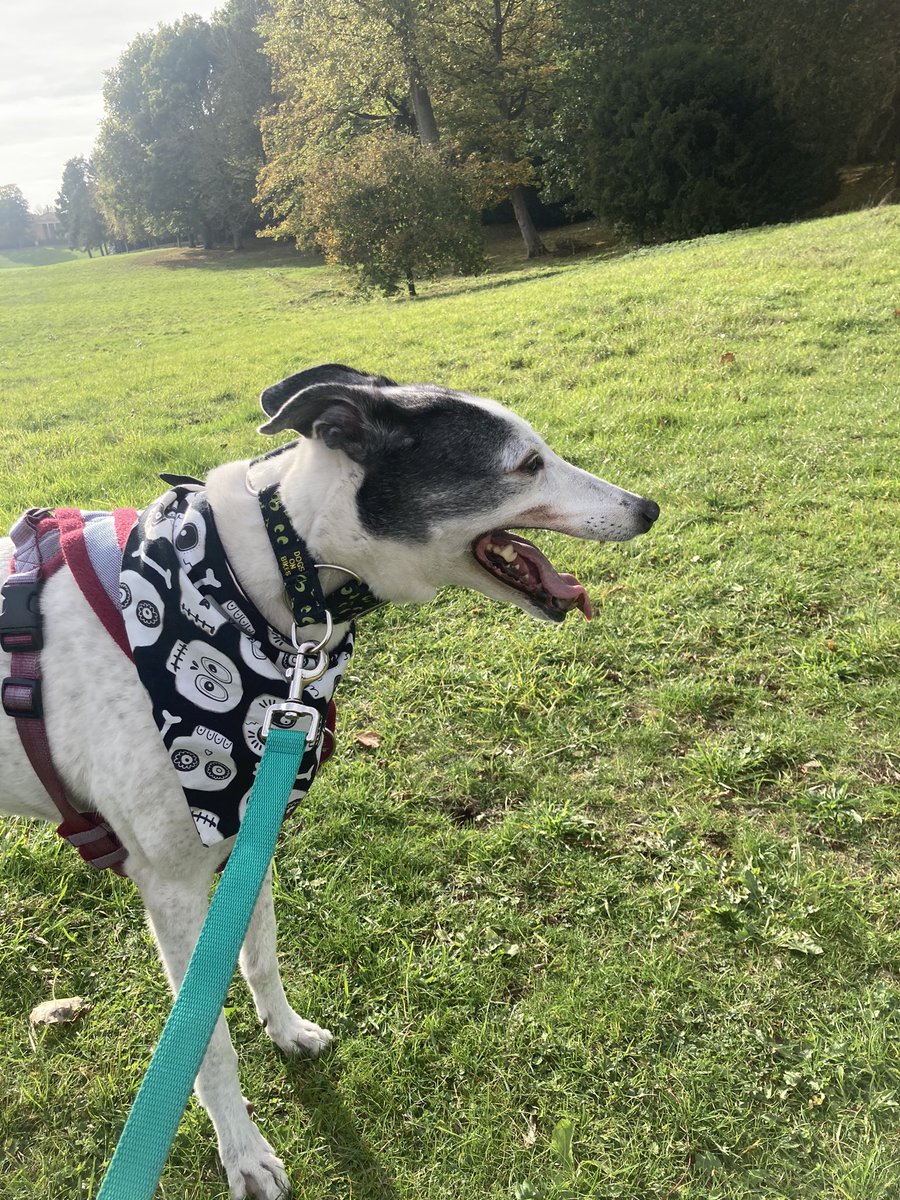 MissStarhound's tweet photo. I had a good walk at Stowe today but went back in my buggy on the way back to the car. @NTStowe #DogFriendly #GreatPlaceToVisit https://t.co/tYnwxpuvul