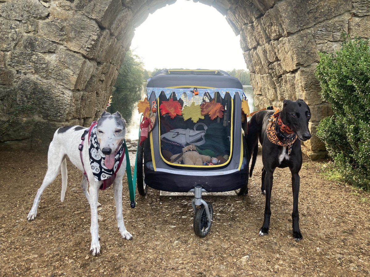 MissStarhound's tweet photo. I had a good walk at Stowe today but went back in my buggy on the way back to the car. @NTStowe #DogFriendly #GreatPlaceToVisit https://t.co/tYnwxpuvul