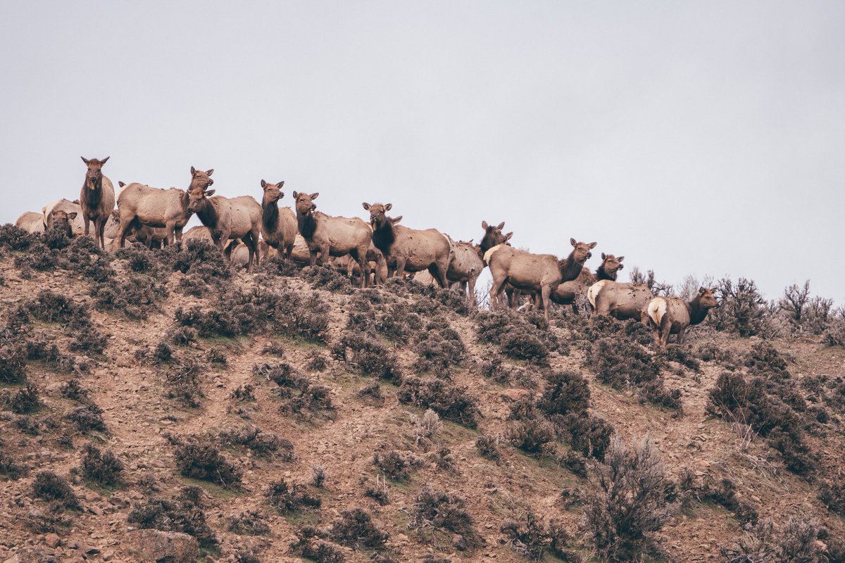 luana on Twitter "RT kivraan The herd in Naches"