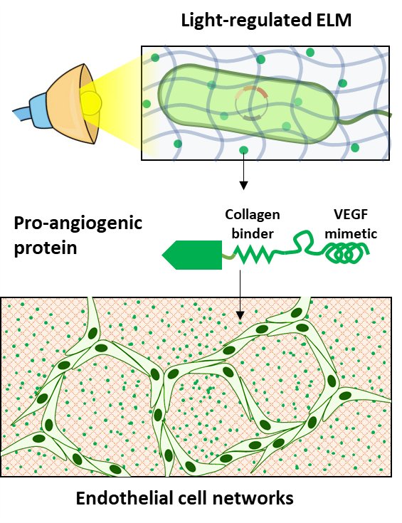 Shrikrishnan Sankaran (@shrikrishnans) on Twitter photo Really excited to finally share this preprint! It's a culmination of several advances in my group(optogenetics, bacterial gels, therapeutic proteins) and is the start of creating remote controlled engineered living materials for regeneration.@priya_dhakan <a href="/MoeglichLab/">Möglich Lab</a> <a href="/Vrunvrun3/">Varun Tadimarri</a> Really excited to finally share this preprint! It's a culmination of several advances in my group(optogenetics, bacterial gels, therapeutic proteins) and is the start of creating remote controlled engineered living materials for regeneration.@priya_dhakan <a href="/MoeglichLab/">Möglich Lab</a> <a href="/Vrunvrun3/">Varun Tadimarri</a>