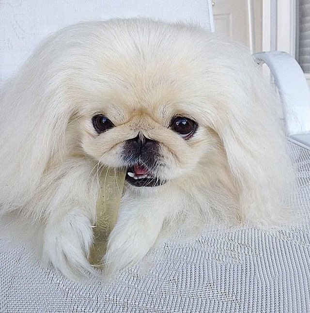 LilCaliGurl's tweet photo. No game today, Mama said dogs will be dogs she forgets what I am, no itz a bone-a-fide natural instinct to choo. FYI (Chewing bones iz also pleasurable it alleviates boredom and satisfies their innate urge to chew.
.
.
#caligurl #pekingese #chewbone #busybones #busybone https://t.co/HqOhrVzvL3