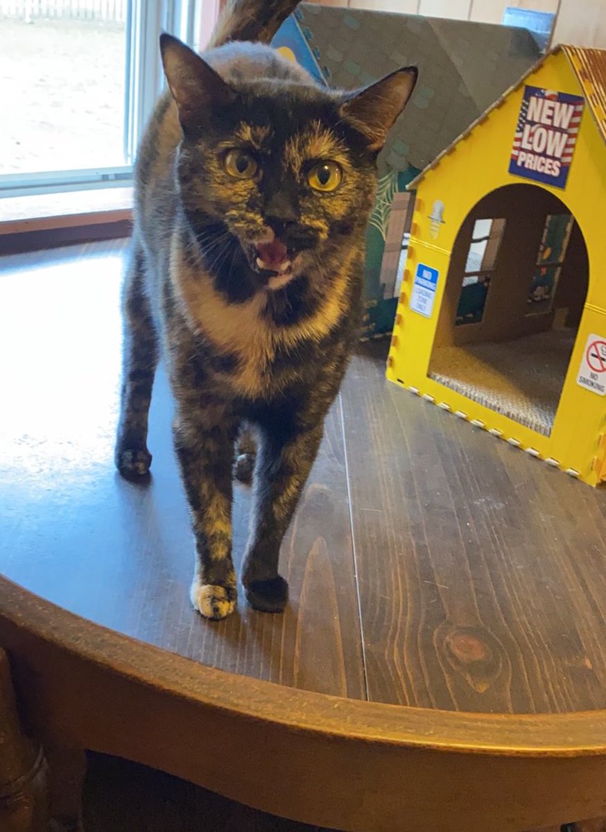 Blanca and Drusilla tweet media