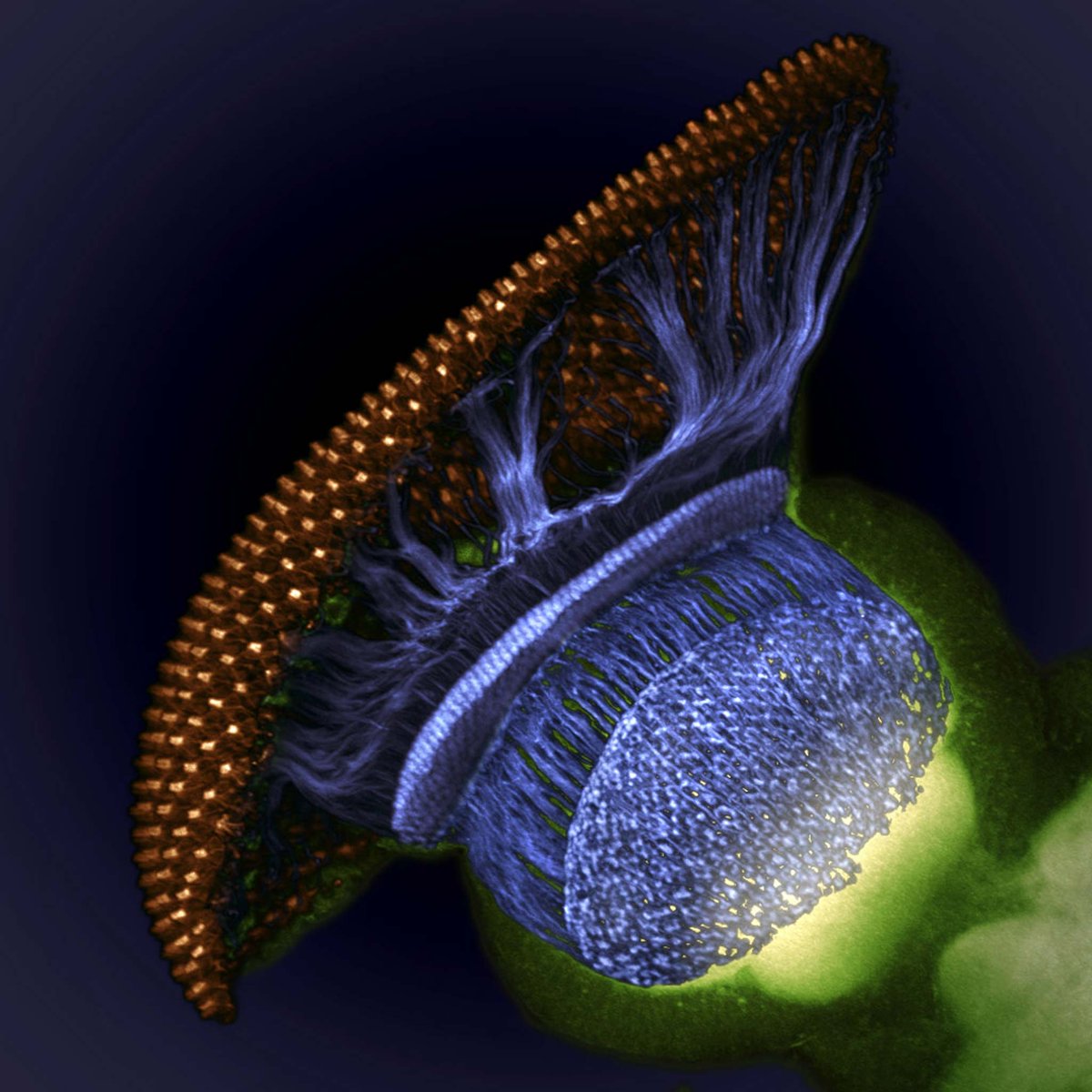 Visual system halfway through pupal development, showing retina (gold), photoreceptor axons (blue), and brain (green) in Drosophila melanogaster. Credits: Dr. W. Ryan Williamson #neuroscience #neurotwitter