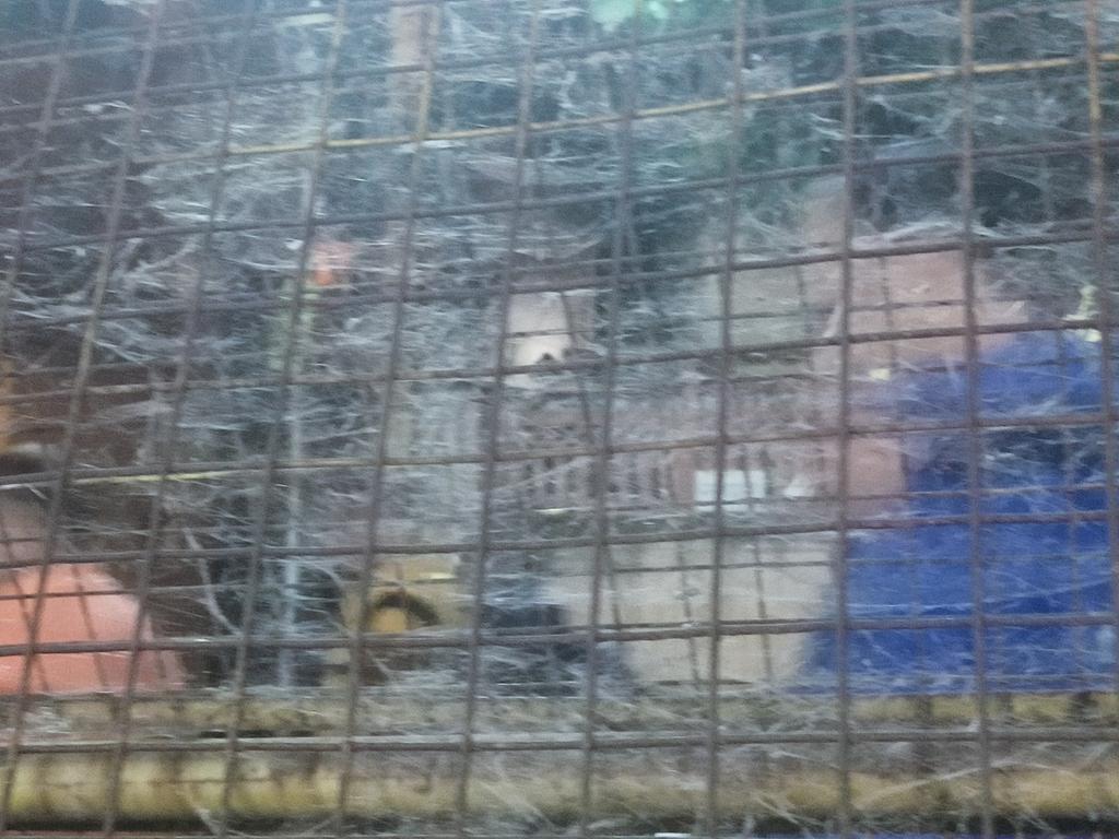 PBabbar1603's tweet photo. @PMOIndia @ChouhanShivraj @ujjainmahakal all barricades used outside gate no. 4 at shree mahakal ji, coverd by huge Spiderwebs, pl do the needful https://t.co/9I7snZFLUn