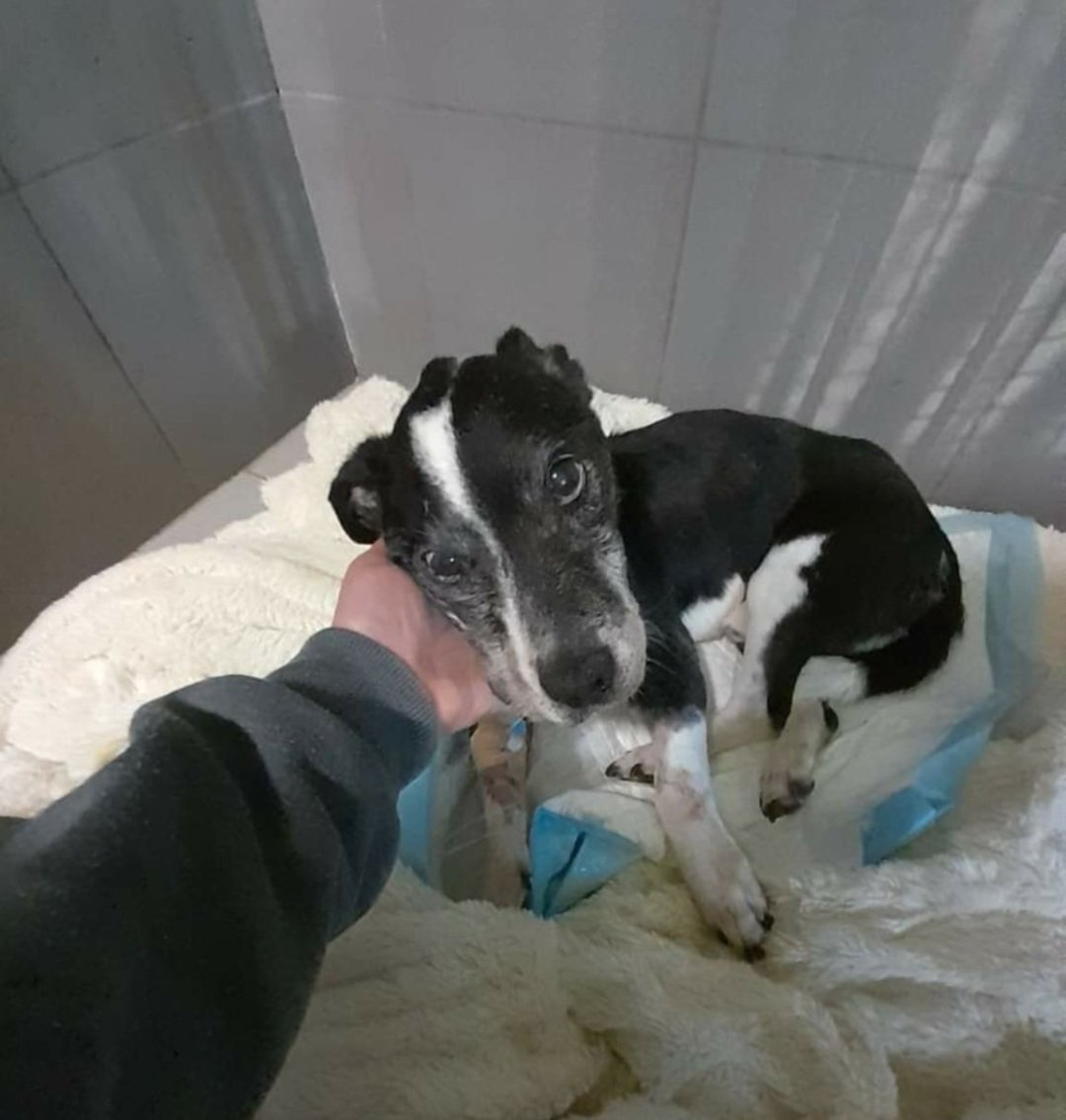 Mirek73's tweet photo. Biedny staruszek po przejściach od marca szuka domu, ale nikt go nie chce..Ciszy go każde pogłakaniez każde zainteresowanie ze strony człowieka, tylko nim nikt sie nie chce zainteresować...😮‍💨
Nie przeżyje beż opieki.
Tel. do kontaktu: 667 473 808 https://t.co/pxfE3TGSLO