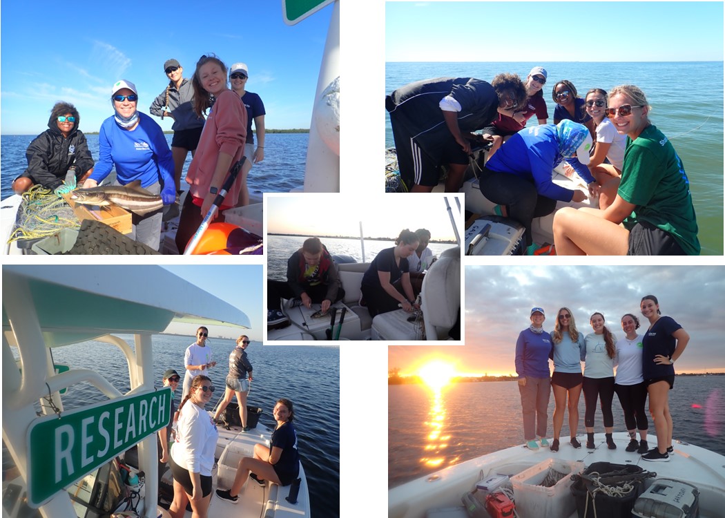 Havenworth Coastal Conservation (@coastalelasmos) on Twitter photo Had a great week of collaborative #sharkscience field work with students from <a href="/GardinerLab/">Dr. Jayne Gardiner</a>, <a href="/dalyengellab/">Shark Conservation Lab</a>, <a href="/USFCMS/">USF College of Marine Science</a>, and <a href="/UofTampa/">The University of Tampa</a>! We caught, tagged, and released 42 sharks (blacknose, bonnethead, blacktip, sharpnose, and bull) in #TampaBay, #TerraCeiaBay, and #ManateeRiver! Had a great week of collaborative #sharkscience field work with students from <a href="/GardinerLab/">Dr. Jayne Gardiner</a>, <a href="/dalyengellab/">Shark Conservation Lab</a>, <a href="/USFCMS/">USF College of Marine Science</a>, and <a href="/UofTampa/">The University of Tampa</a>! We caught, tagged, and released 42 sharks (blacknose, bonnethead, blacktip, sharpnose, and bull) in #TampaBay, #TerraCeiaBay, and #ManateeRiver!