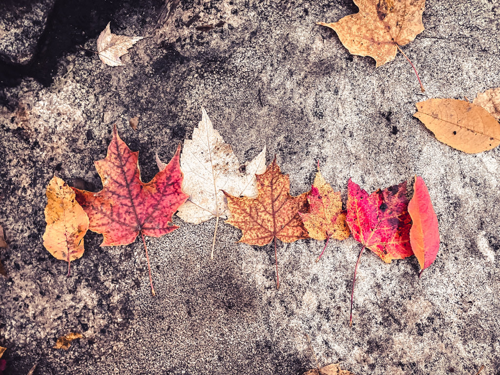 @BenCross_author My favourite! The reds are certainly spectacular. We had our last pre-winter visit to the cabin last weekend… not many maples in that particular area but still gorgeous fall foliage!