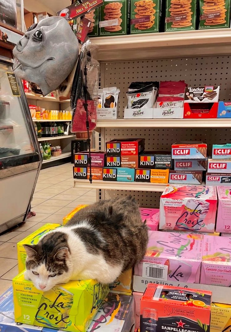 Bodega Cats (@bodegacats_) on Twitter photo 