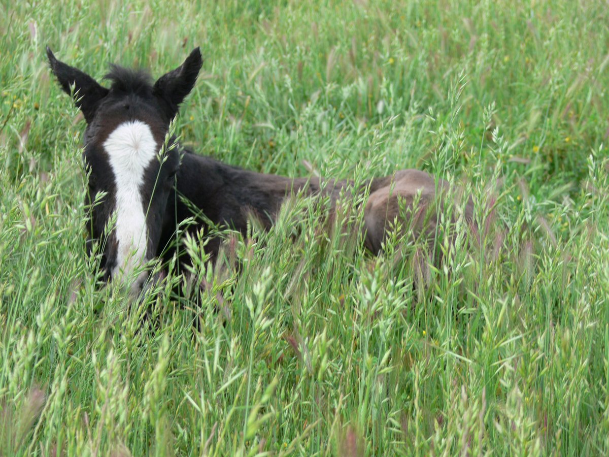 An emotional day at Empress Park Stud as Voila Ici’s final foal is born.