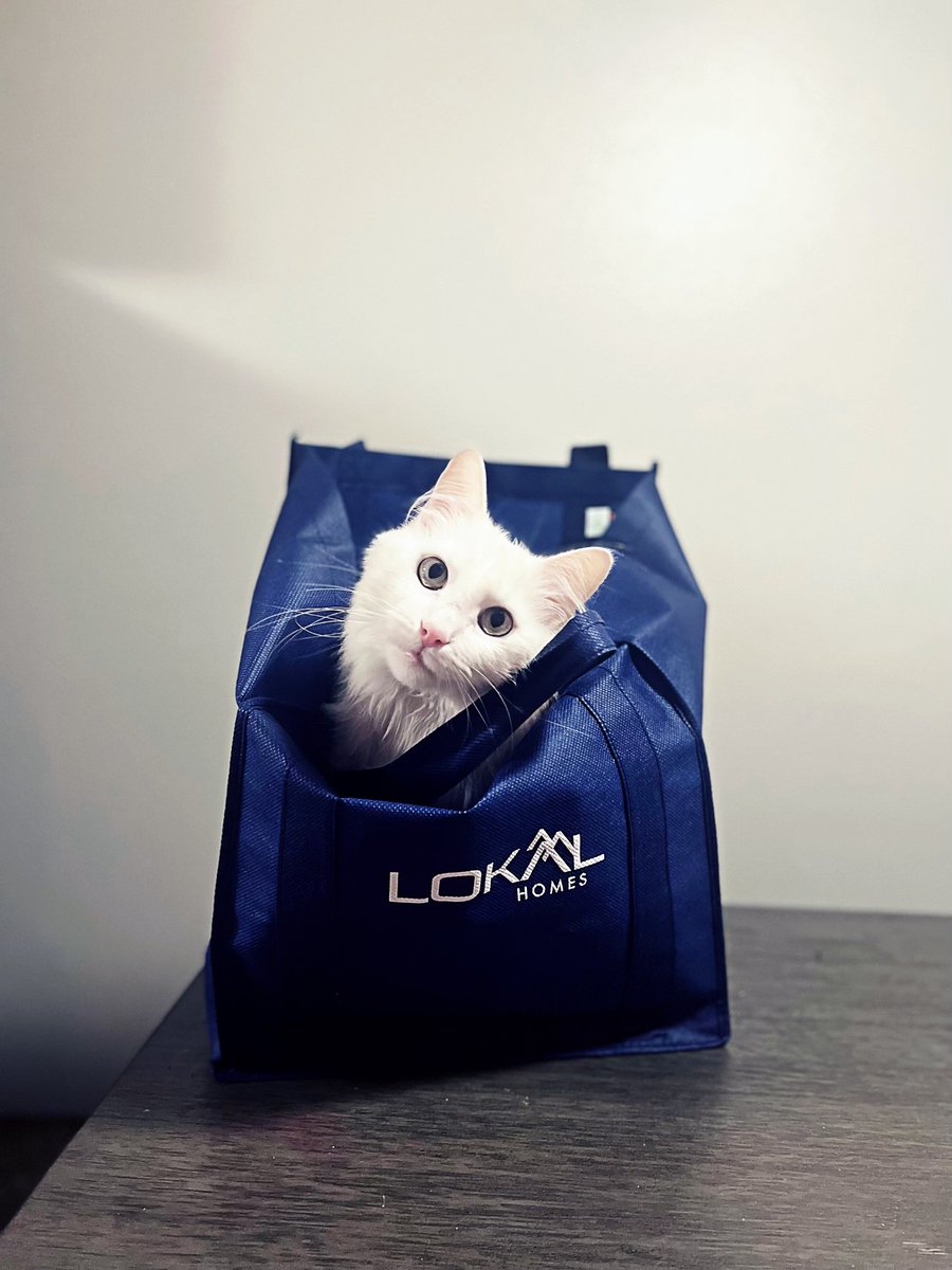 HomesLokal's tweet photo. Happy National Cat Day from Lokal Home's mascot, Gray! Let's see some pictures of your favorite feline to celebrate! https://t.co/u3wp0hB6W9